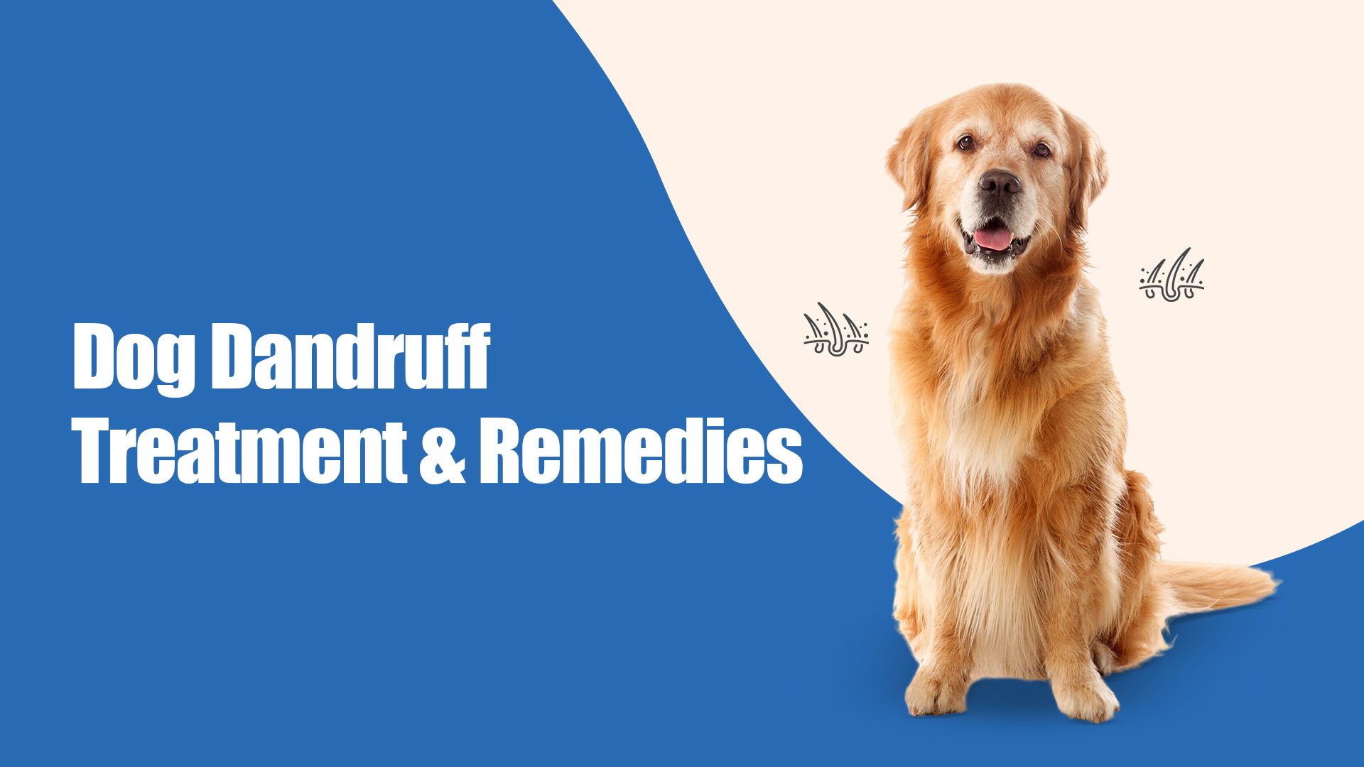 Dog Dandruff Treatment and Remedies