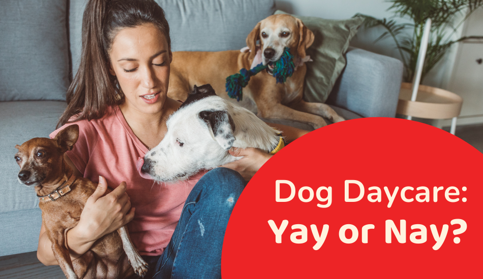 Daycare For Dogs: Yay or Nay?