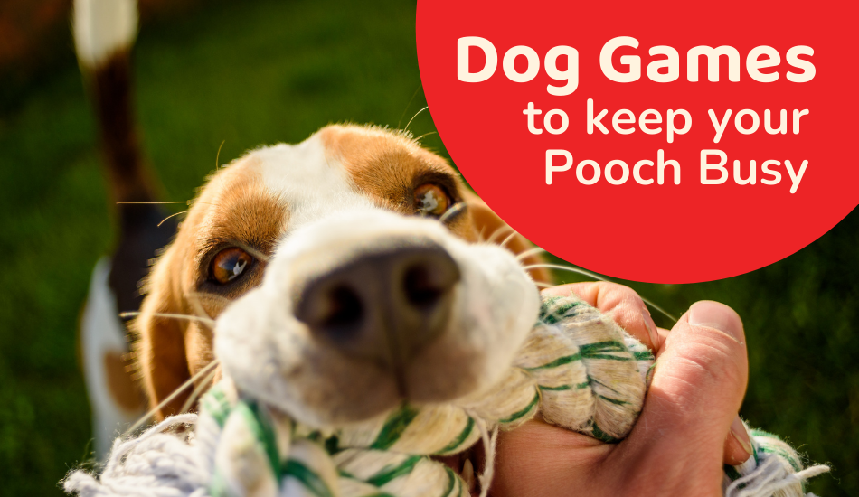 Dog Games to Keep Your Pooch Busy! - Blog