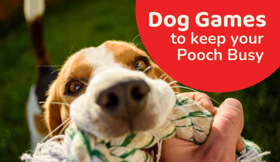 Dog Games To Keep Your Pooch Busy! 