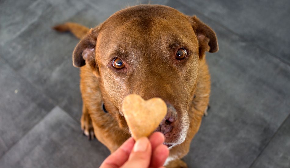 Dog Treats: How Important Are These And How To Pick The Right Ones? 