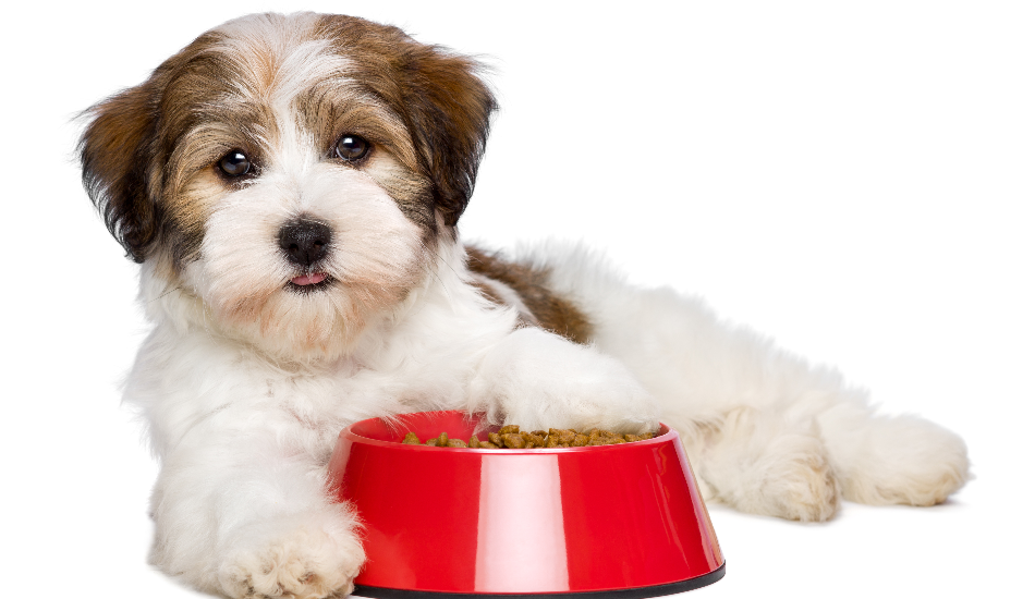 Most Frequently Asked Questions (FAQs) Answered on Dog Food