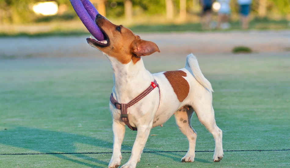 Dog Toys, Interactive Pull Toys, Boredom Relief, Energy Digestion