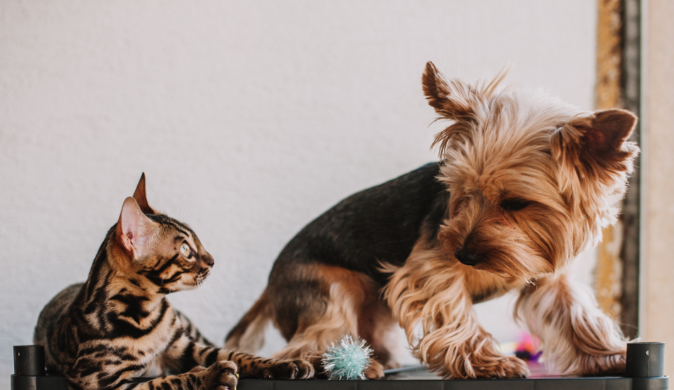 Most Frequently Asked Questions (FAQs) Answered on Dog Toys & Cat Toys