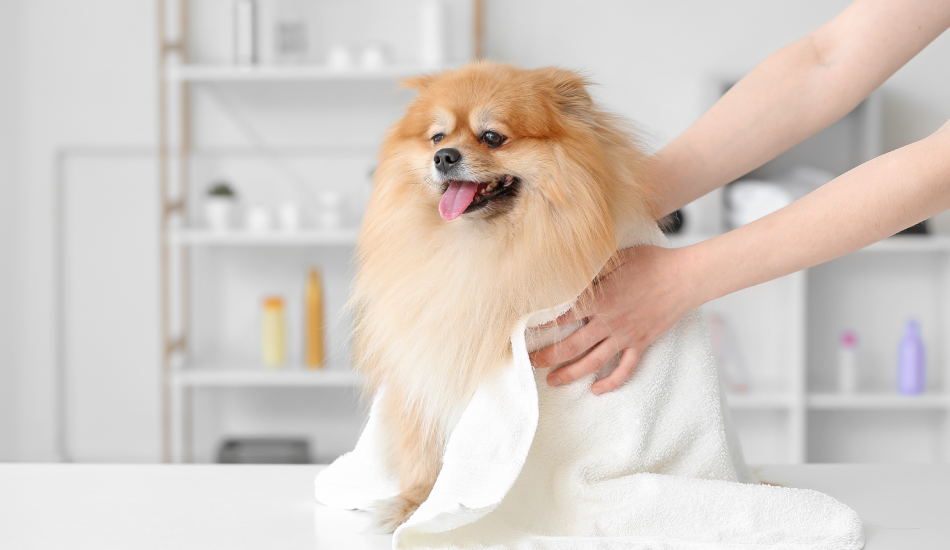 Most Frequently Asked Questions (FAQs) Answered On Pet Grooming