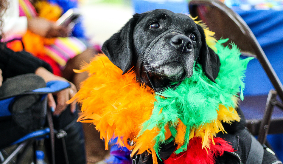 Pet Safety During Festive Season: Preparing Them for The Upcoming Festivities