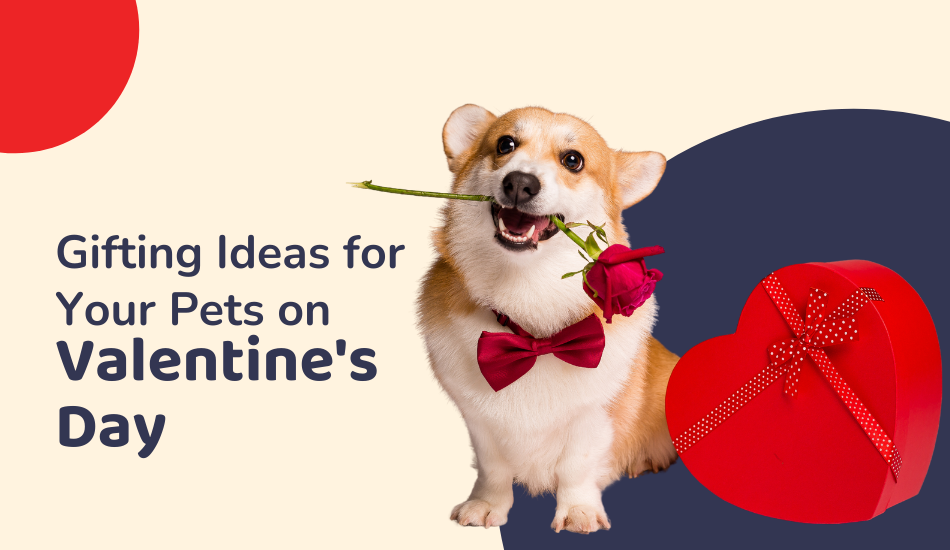Gifting Ideas for Your Pets on Valentine's Day