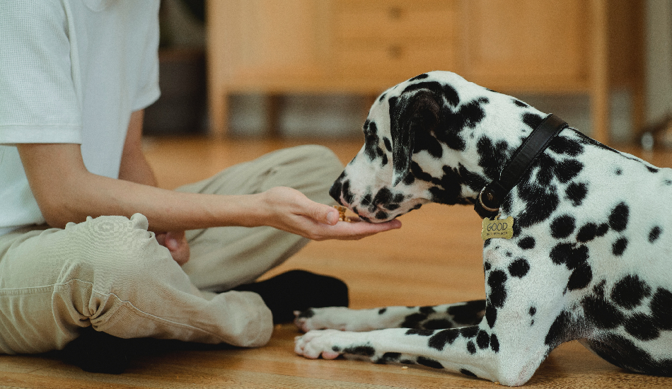 Healthy Homemade Treats For Your Pet’s Festive Delight: Indulging Your Pet With A Safe And Delicious Snack