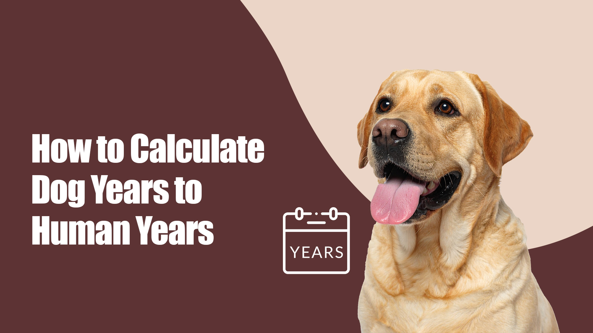 How to Calculate Dog Years to Human Years