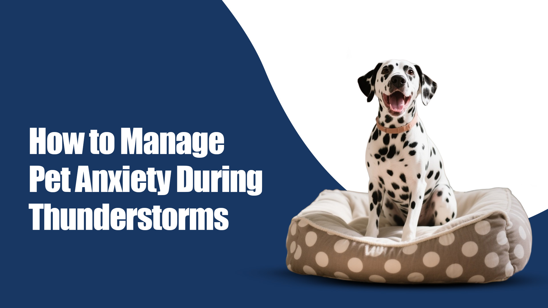 Managing Pet Anxiety During Thunderstorms: Calm Tips That Work