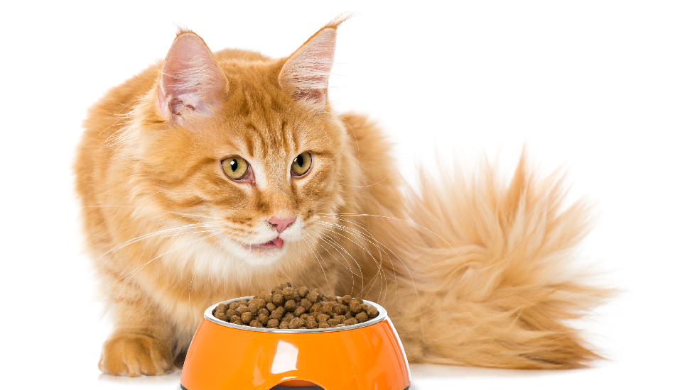 12 Tips on How to Select the Best Cat Food for Your Cat