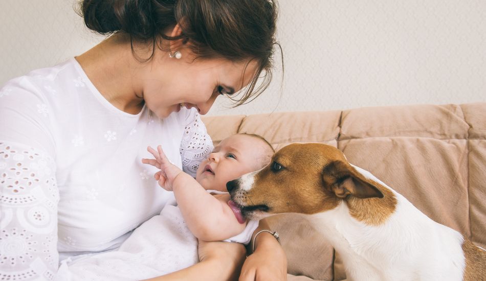 How To Introduce Your Dog To Your Baby?