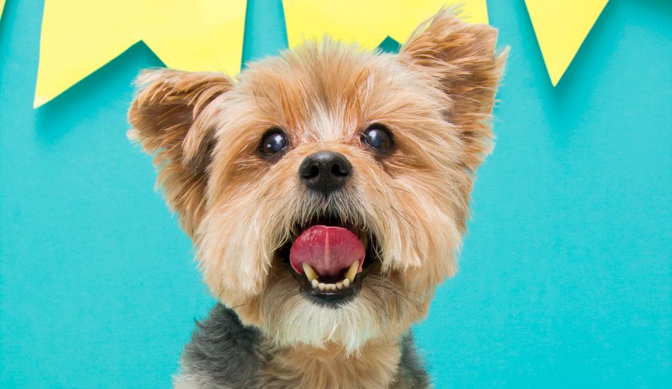 How To Plan the Perfect Dog Or Pupper Birthday Party?