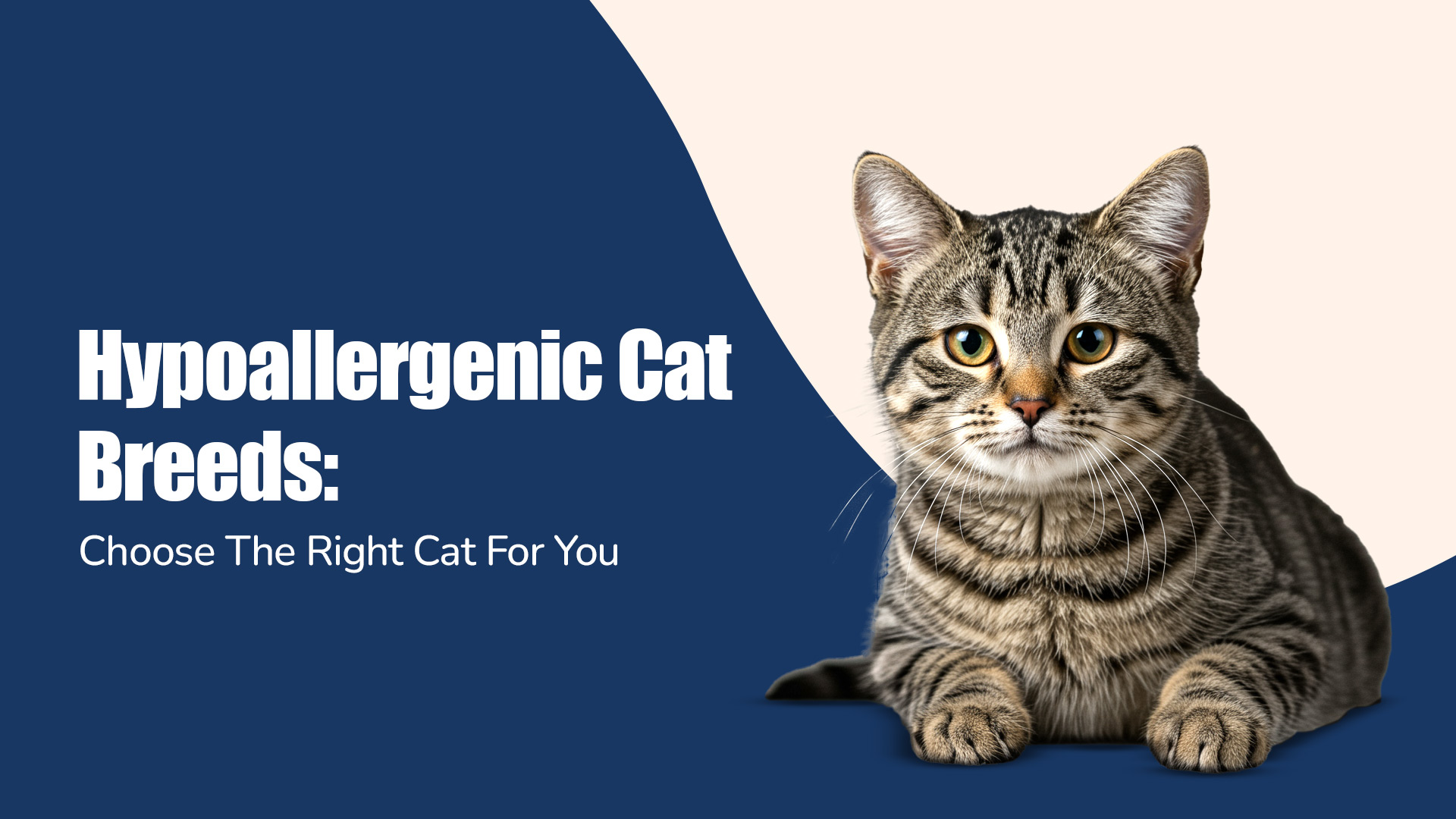 Hypoallergenic Cat Breeds: Choose The Right Cat For You