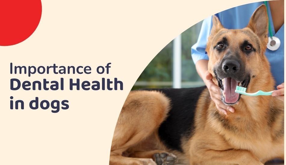 Importance of Dental Health in Pets