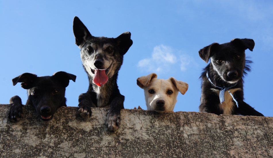 Celebrating Independence Day with Your Furry Friend: Tips for A Pet-Friendly Patriotic Celebration