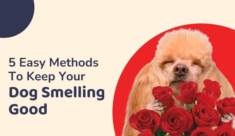 5 Easy Methods To Keep Your Dog Smelling Good