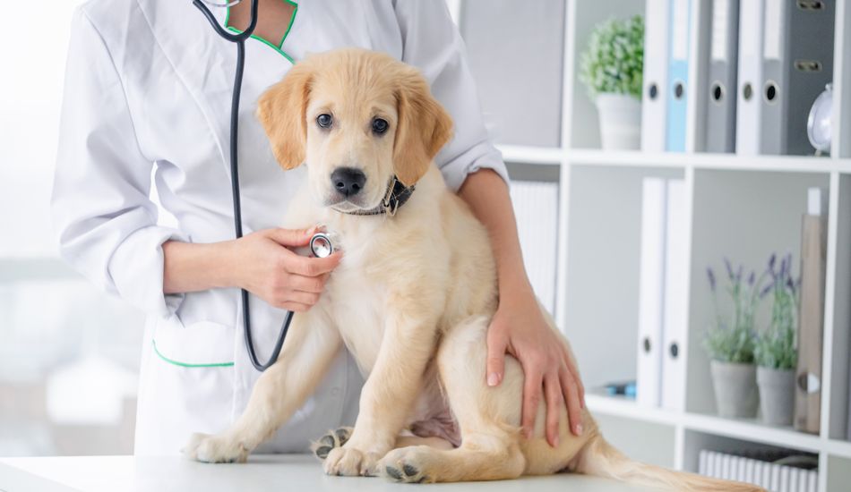 Lactose Intolerance in Dogs: What Causes It? How To Diagnose & Treat It?