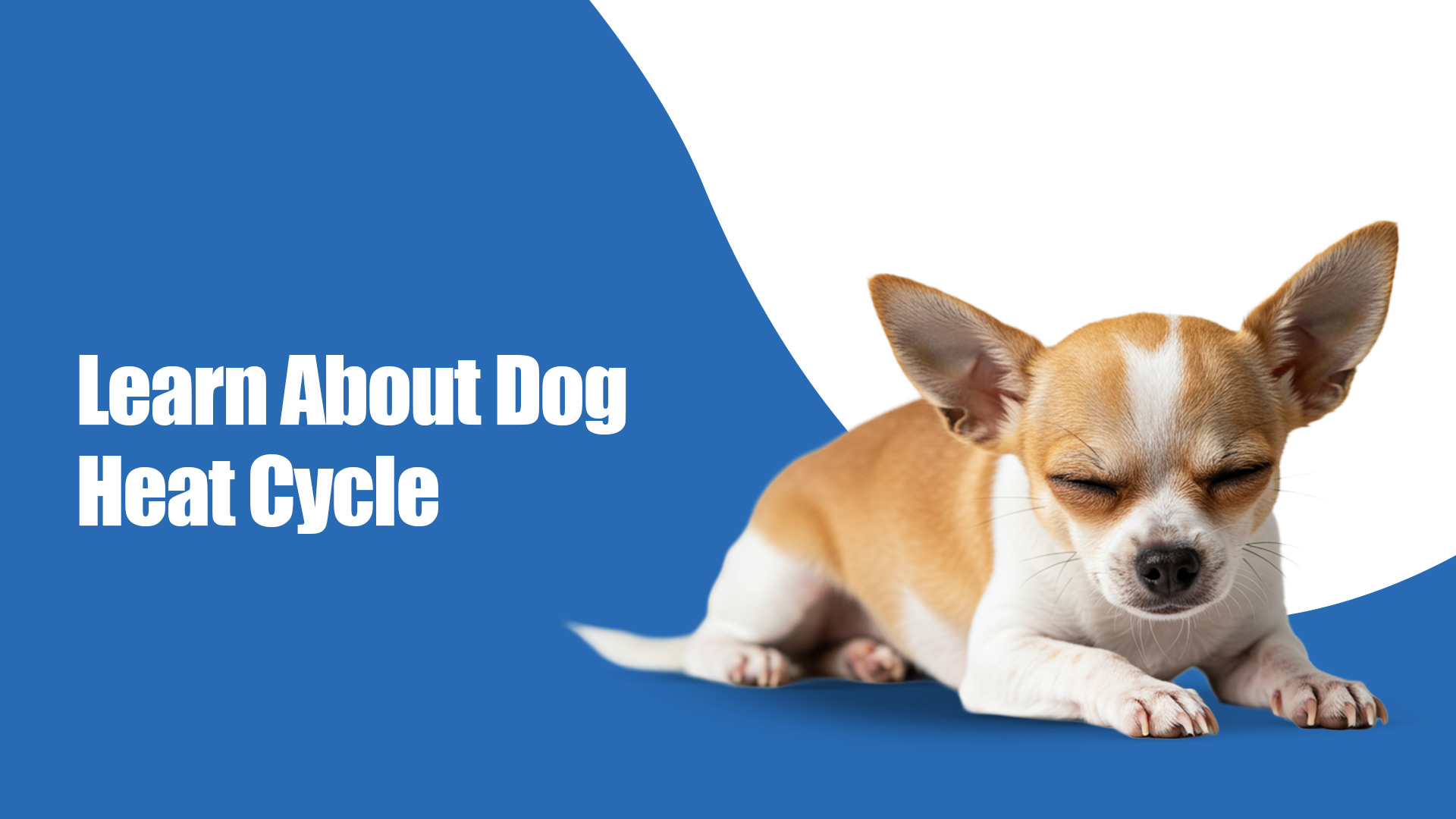 Dog Heat Cycle: Timing, Signs & Tips to Help