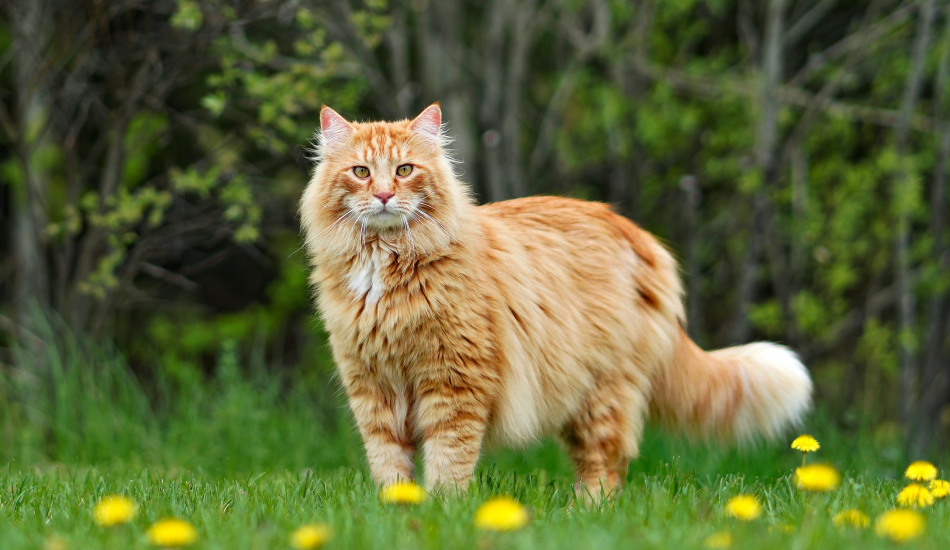 Maine Coon Cat 101: Their Story & All You Need to Know