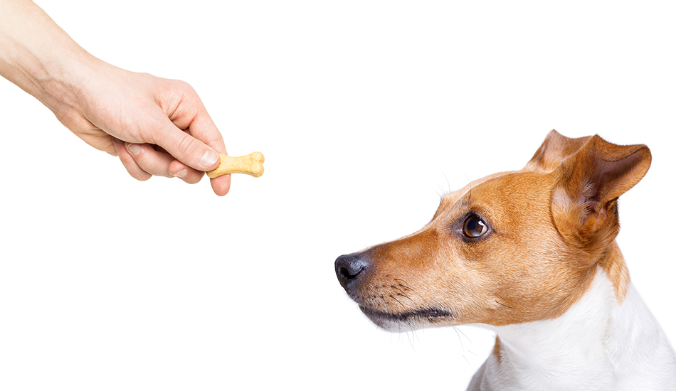 How To Select The Right Pet Food For Medium Breed Dogs?