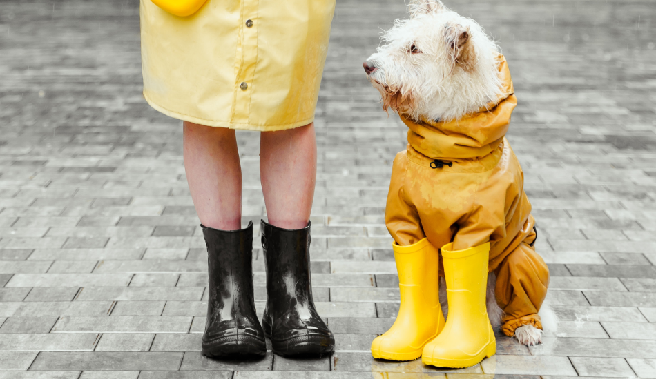 Shopping for Monsoon Special Wardrobe for Furries 