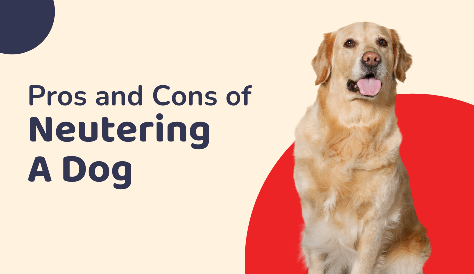 Find Out The Pros And Cons Of Neutering A Dog