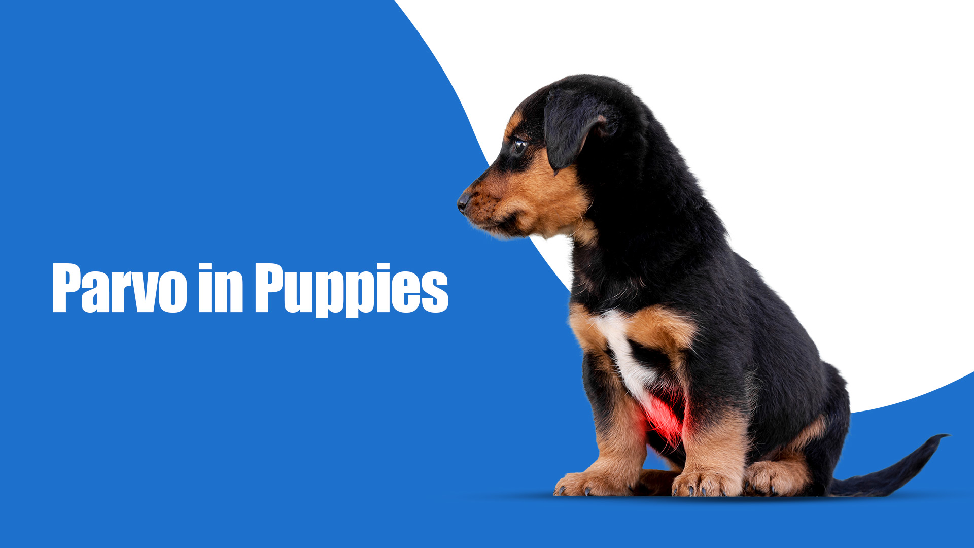 Parvo in Puppies: Deadly but Preventable