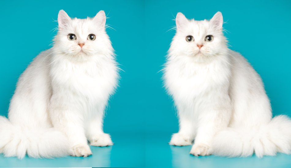 Persian Cat 101: Their Story & All You Need to Know