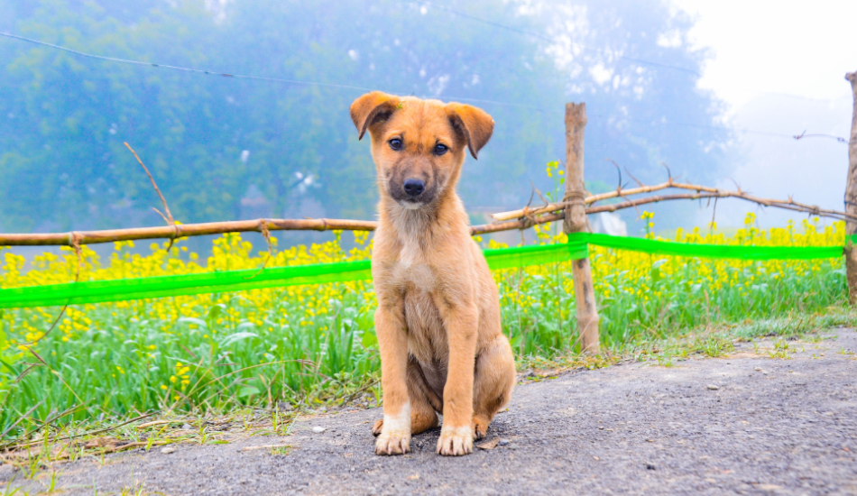 Pet Adoption Drive: Give a Stray Forever Home This Independence Day