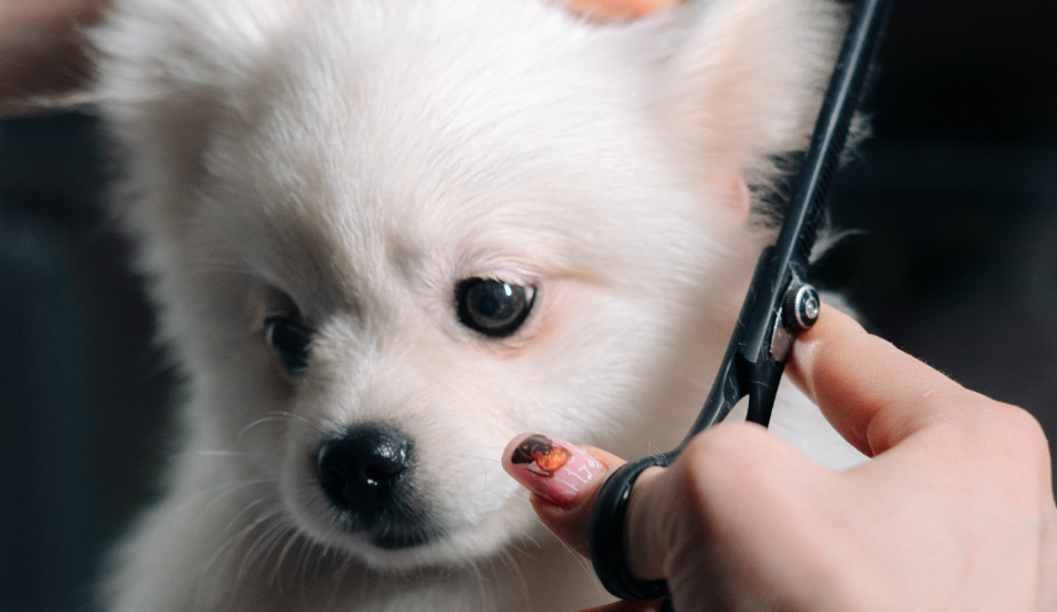 Pet Grooming at Home: What Type of Products to Use & How to Do It?