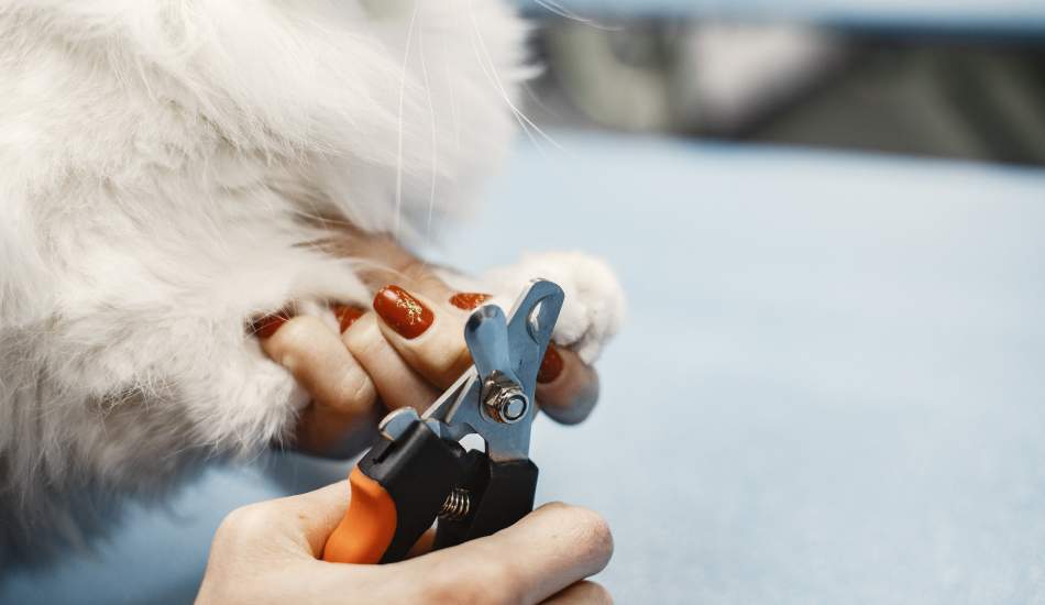 Paw-some Trends: Nail Grooming for Pets - Keeping Those Claws Stylish and Safe!