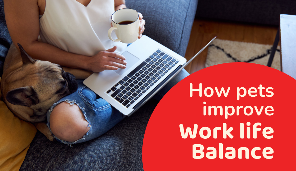 Wonderful Ways How Pets Improve Work Life Balance