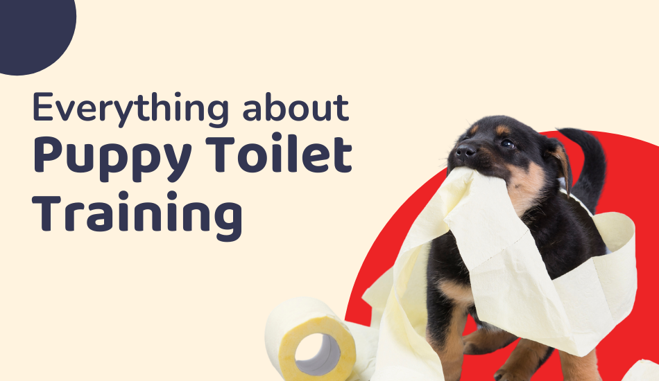 Everything About Puppy Toilet Training 
