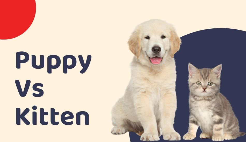Kitten Or Puppy: Who Would Suit You Best?