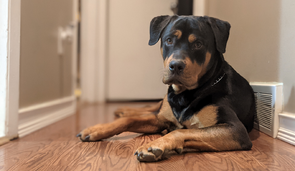 Rottweiler 101: Their Story & All You Need to Know 