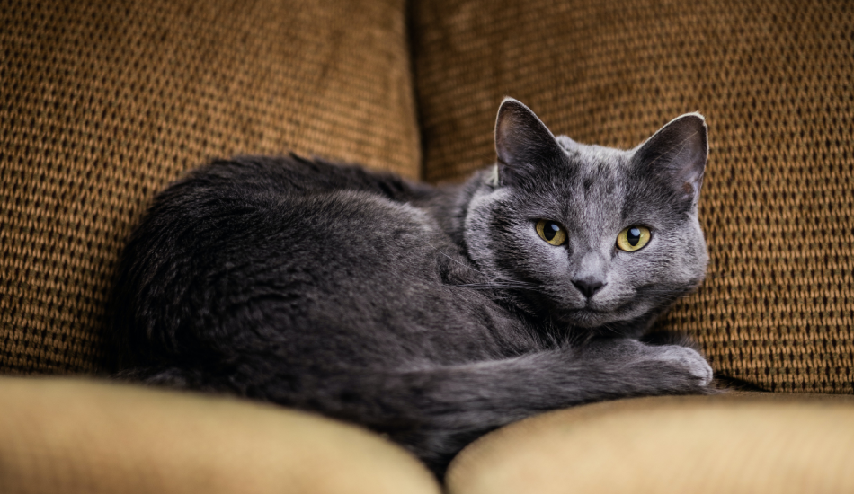Russian Blue Cat 101: Their Story & All You Need to Know 