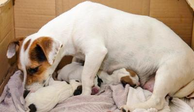 Pet Parenting 101: Stage-Wise Guide to Taking Care Of the Pet Mom-To-Be