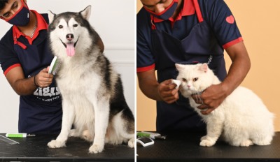 6 Major Differences Between Dog And Cat Grooming