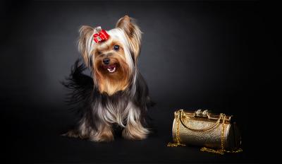 8 Top Dog Styling Tips For An Instant Makeover