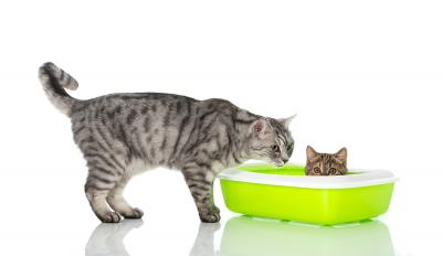 A Quick Guide To Picking The Right Cat Eating Food