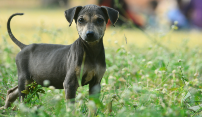 Adopting a Pet with a History of Abuse? Prepare Before Taking the BIG STEP 