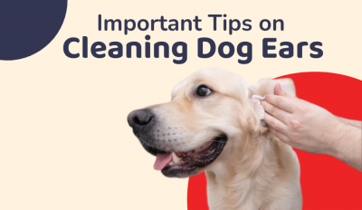 Important Tips On Cleaning Dog's Ears
