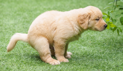 Diarrhea EXCLUSIVE: What Does Our Pets' Poop Tell Us?
