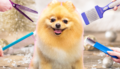 Did You Know That Furry's Grooming Is Important During Winter?