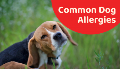 Dog Allergies - Know All About Them! 