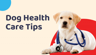 Dog Health Care Tips: An Introduction 