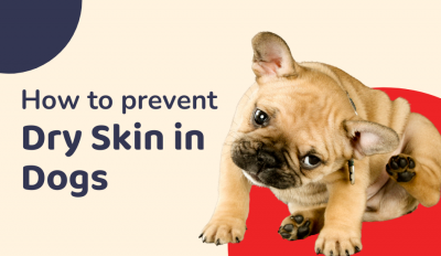 Here's How You Can Prevent Dry Skin In Dogs