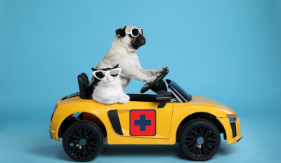 Easy DIY First-Aid Travel Kit for Parents & Their Paw Babies (Cats & Dogs) 