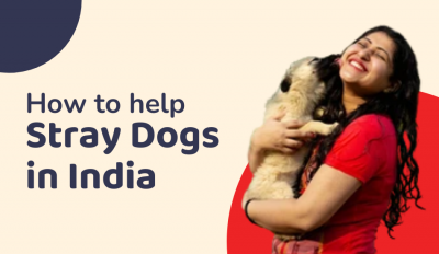 Know More About How To Help Stray Dogs In India